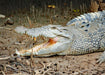 Johnstone River Croc & Wildlife Tour - We Wander
