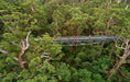 Valley Of The Giants Tree Top Walk - We Wander