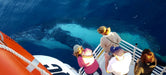 Whalesong Whale Watch Tour - We Wander